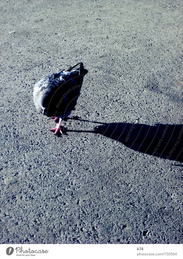 citybird 2 To go for a walk Pigeon Street Tar Asphalt Shadow Bird Beak Feather Claw Traffic infrastructure peep