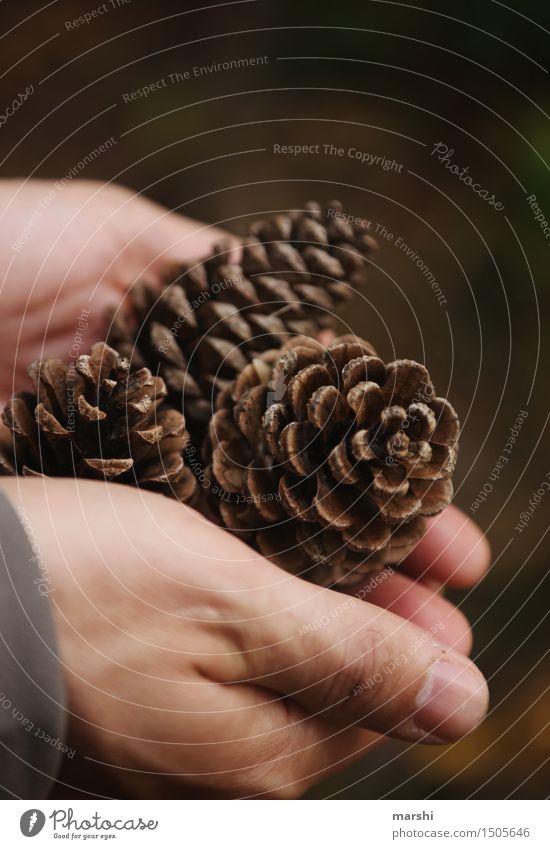 hands full Nature Plant Autumn Moody Hand Forest Cone Brown Collection Colour photo Exterior shot Detail Day Pine cone Indicate Thumb