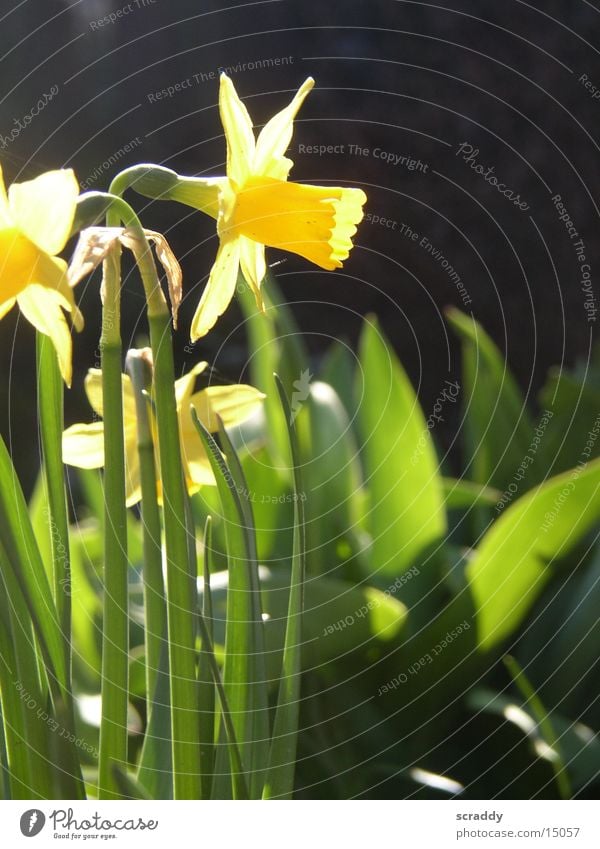 daffodils / daffodils Wild daffodil Narcissus Yellow Green Black Plant Macro (Extreme close-up)