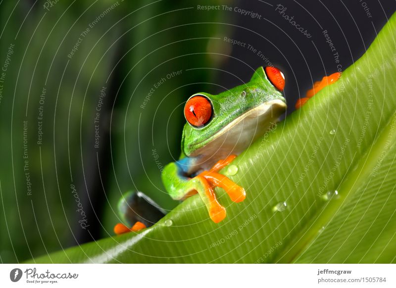 Red Eyed Tree Frog on Foliage Environment Nature Plant Animal Leaf Exotic Pet Wild animal 1 Hang Colour photo Multicoloured Deserted Copy Space left Day