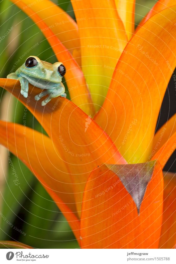 Tree Frog on Colorful Leaves Face Fingers Environment Nature Plant Exotic Animal Pet Wild animal 1 Sit Bright Colour photo Multicoloured Close-up Detail