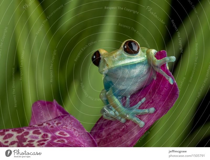 Tree Frog on Puple Flower Face Fingers Environment Nature Plant Animal Orchid Blossom Pet Wild animal 1 Sit Bright Green Colour photo Multicoloured Close-up