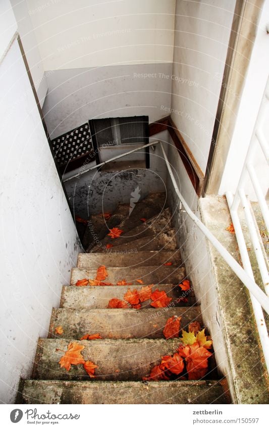 cellar entrance Stairs Cellar Hidden Hiding place Supply Storage House (Residential Structure) Living or residing Handrail Banister Autumn Downward Descent
