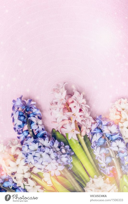 Colourful hyacinths on a light pink background Elegant Style Life Fragrance Summer Event Feasts & Celebrations Nature Plant Spring Flower Garden Blossoming Love