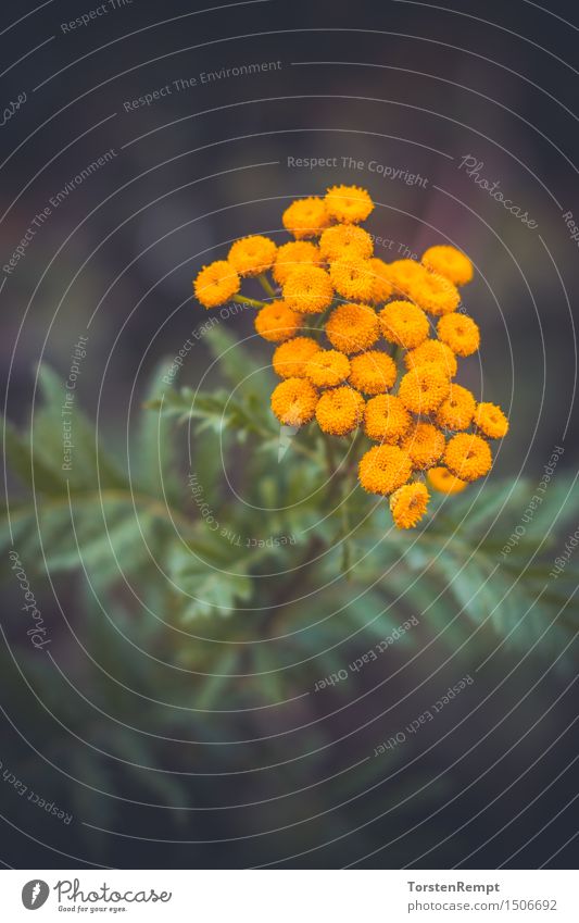 tansy Environment Nature Summer Plant Blossom Foliage plant Wild plant Field Yellow Gold Green Tanacetum vulgare aster species composite Asterales Daisy Family