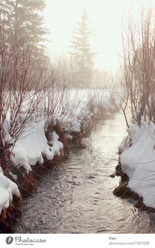 by the wild river Nature Landscape Plant Water Winter Beautiful weather Snow Tree Bushes Brook Hiking Bright Flow Colour photo Subdued colour Exterior shot