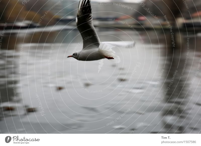 City Gull Berlin Downtown Old town Animal Bird Seagull Movement River Ice Winter Colour photo Exterior shot Deserted Copy Space bottom Day