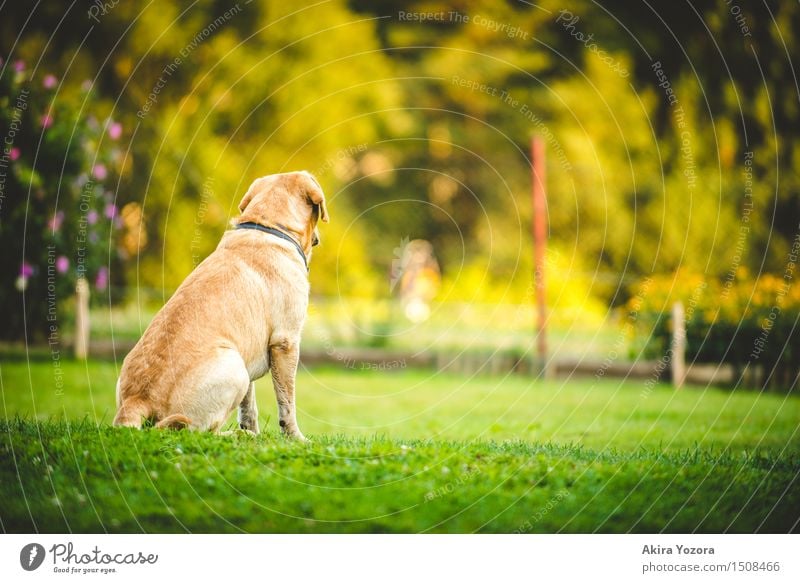 longing Beautiful weather Garden Meadow Animal Pet Dog 1 Observe Discover Looking Sit Wait Natural Yellow Green Violet Orange Red Black Emotions Moody Loyalty
