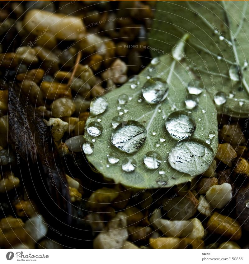 water pearls Nature Drops of water Autumn Rain Leaf Green Transience November Seasons Autumn leaves Fallen Colour photo Subdued colour Close-up