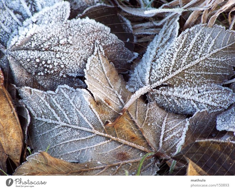 goose-skinned Winter Frost Leaf Cold Brown Ice Limp White Autumn Grief Old Loneliness Exterior shot Detail Snow