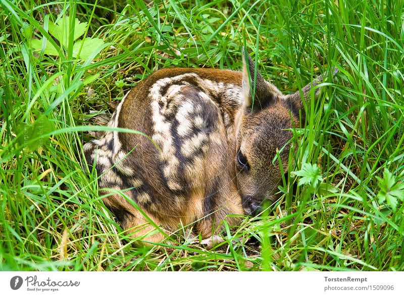 Fawn 2 Meadow Forest Baby animal Small Brown Green White Deer Even-toed ungulate Roe deer rumantia Thuringia trughirsche Ruminant Colour photo Exterior shot