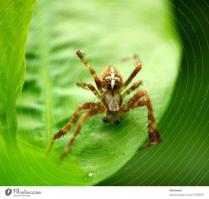 pussyfooter Cross spider Orb weaver spider Meadow Leaf Green Net Thief Nature araneomorphae