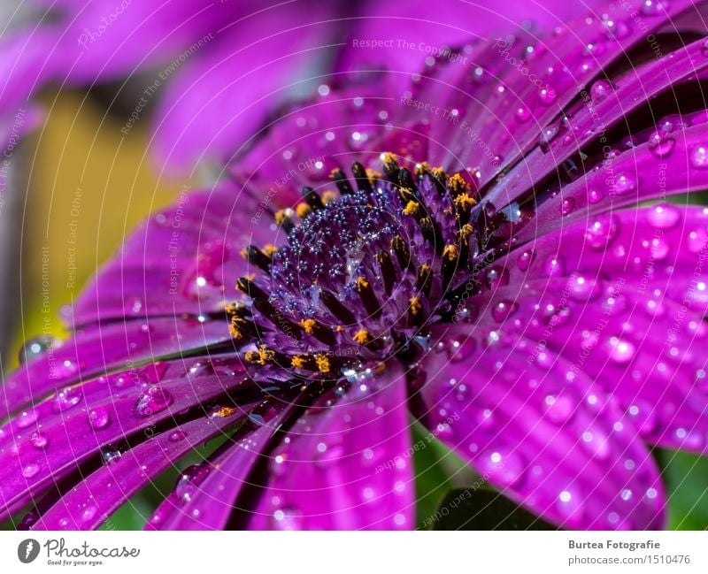 Rain is gone Nature Plant Water Flower Blossom Garden Pink Cape basket Colour photo Exterior shot Macro (Extreme close-up) Deserted Day Light Long shot