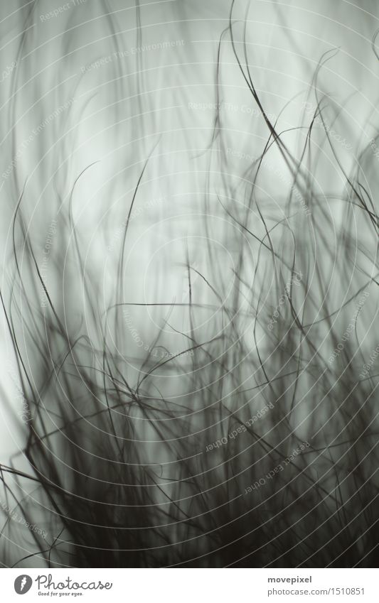 Grass Abstract Nature Wind Meadow Movement Environment Subdued colour Close-up Copy Space top Blur Shallow depth of field