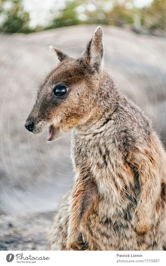 Wallaby Beautiful Vacation & Travel Adventure Summer Nature Animal Weather Park Mountain Wild animal 1 Friendliness Happiness Uniqueness Cuddly Smart