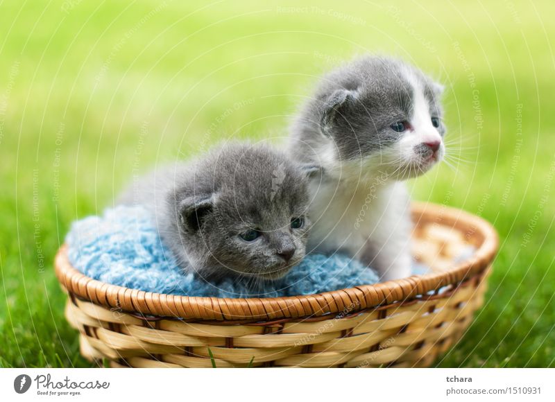 Kittens Beautiful Garden Baby Animal Grass Pelt Pet Cat 2 Baby animal Love Sadness Wait Small Funny Cute Gray Green Domestic cats background young sweet Mammal