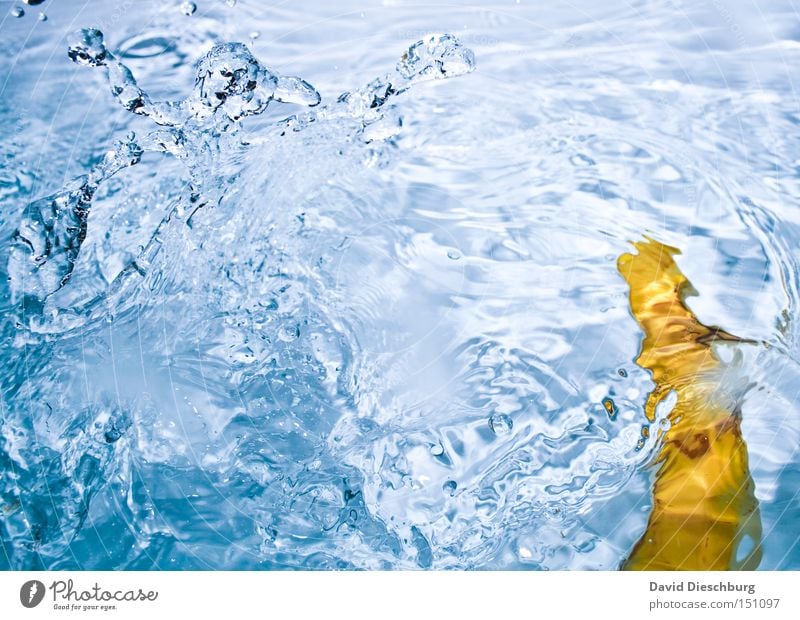 I love beer Water Blue Yellow Contrast Drops of water Waves Inject Reflection To fall Banana Navigation Fruit Colour