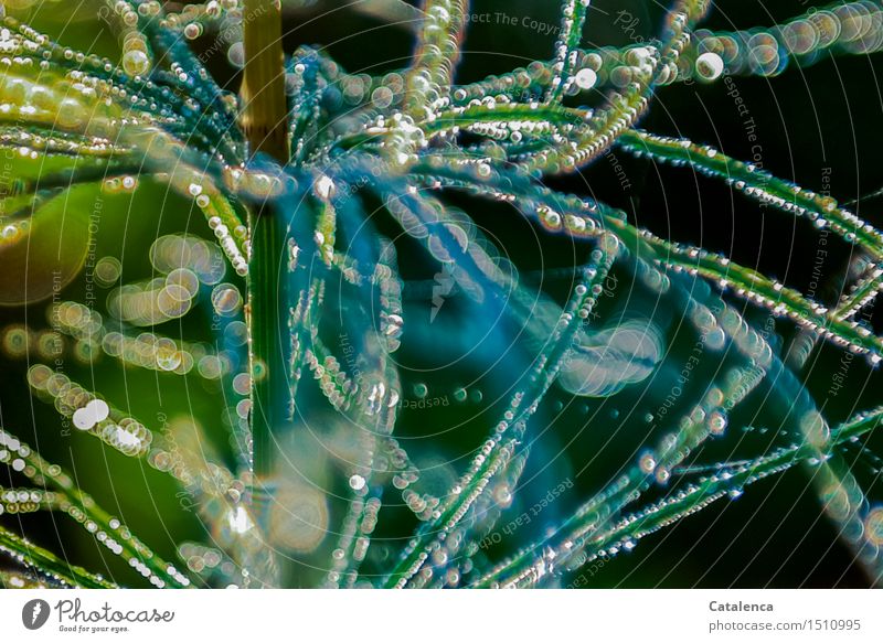 Pearl slingshot, dew drops on horsetail Elegant Healthy Life Meditation Summer Sun Hiking Environment Nature Plant Air Drops of water Rain Orchid Horsetail
