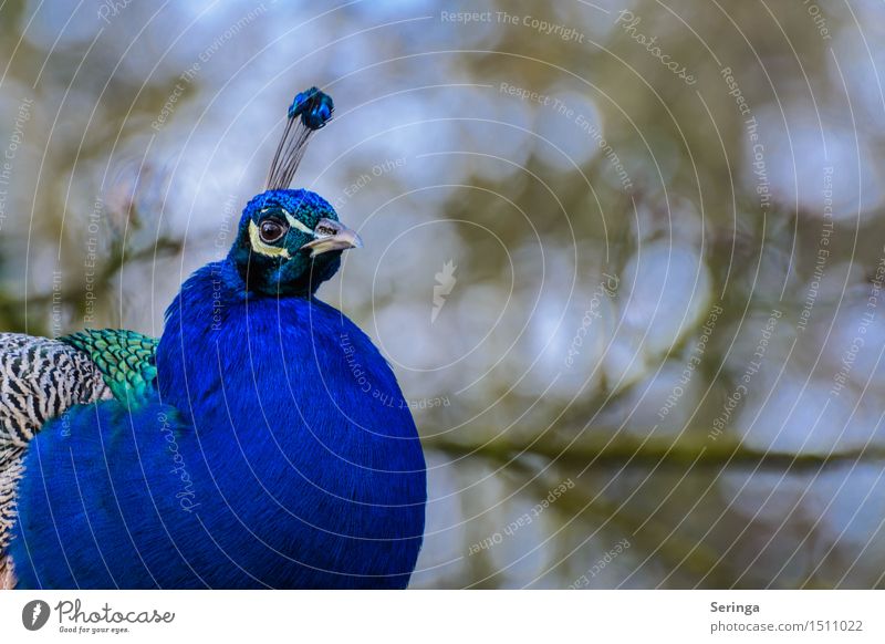 Peacock 1 Animal Pet - a Royalty Free Stock Photo from Photocase