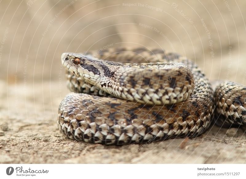 close up of female meadow viper Woman Adults Nature Animal Meadow Snake Wild Gray Dangerous Colour scales adder Reptiles rakosiensis Photography poisonous