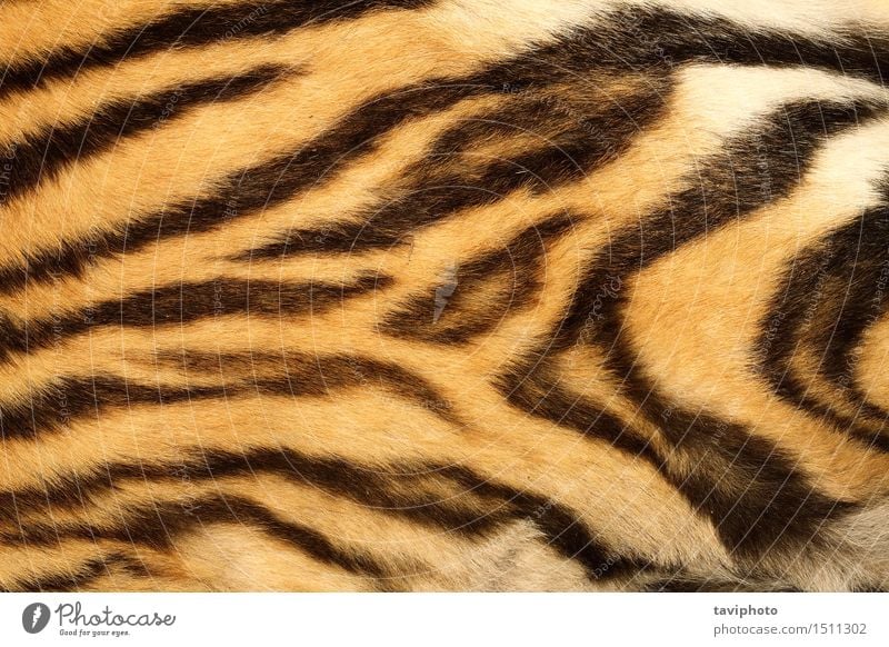 closeup on real tiger fur Design Beautiful Skin Animal Virgin forest Fur coat Leather Hair Cat Stripe Old Authentic Natural Wild Brown Yellow Black Colour