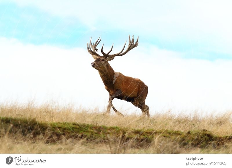 red deer buck running on top of a hill Beautiful Playing Hunting Man Adults Environment Nature Landscape Animal Autumn Grass Park Meadow Running Natural Wild