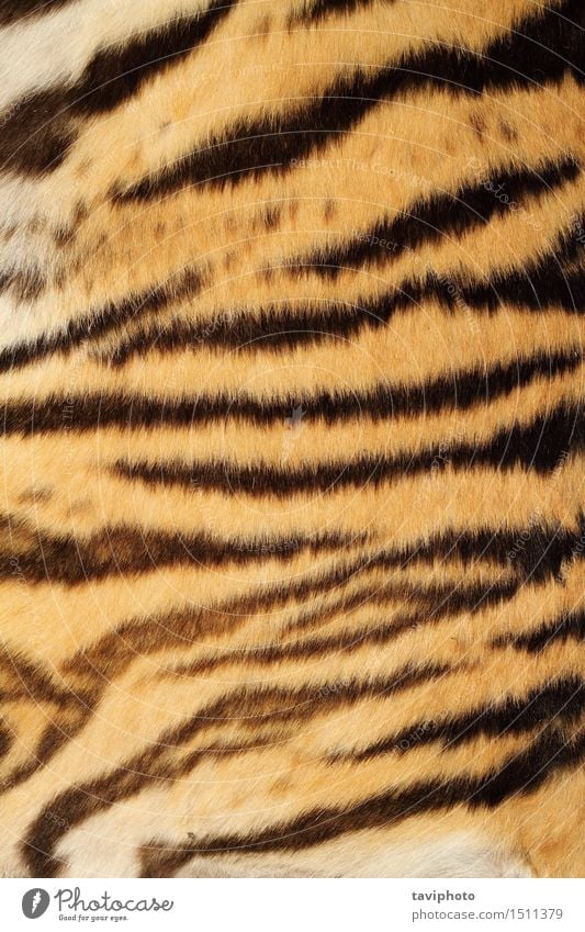 tiger real fur Style Design Beautiful Skin Decoration Nature Animal Virgin forest Fur coat Cloth Leather Hair Wild animal Cat Stripe Authentic Brown Yellow