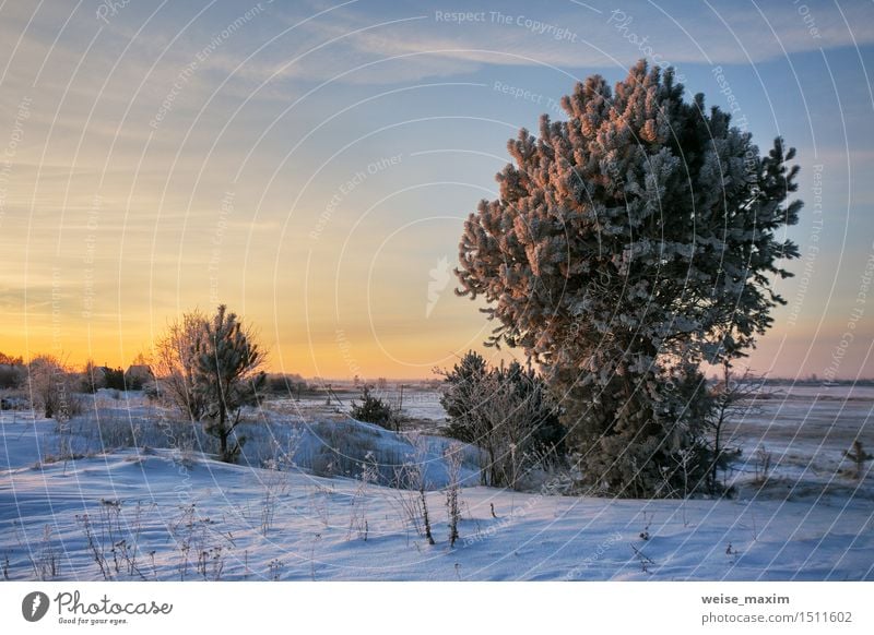 Winter Morning Snow Garden Nature Landscape Plant Sky Clouds Horizon Ice Frost Tree Bushes Meadow Blue Yellow Black White cold Vantage point background wood