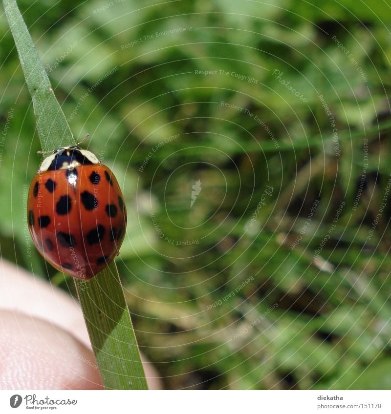 anisosticta novemdecimpunctata Ladybird 19 Point Animal Beetle Grass Insect Blade of grass Hand Summer Red Green