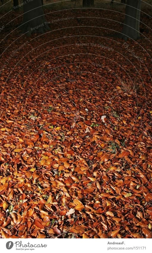 forest ground Leaf Beech leaf Autumn leaves Autumnal Beech tree Woodground Beech wood Creepy October
