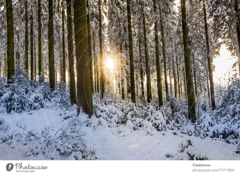Sunny view through snowy forest Calm Winter Snow Hiking cross-country Nature Landscape Plant Sunlight Beautiful weather Flower Bushes Fir tree Plantlet Forest