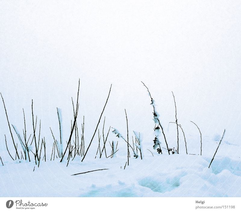 blades of grass protrude from a blanket of snow Snow Winter Cold White December Twig Blade of grass To go for a walk Frost Fog Nature Weather Long Thin Brown