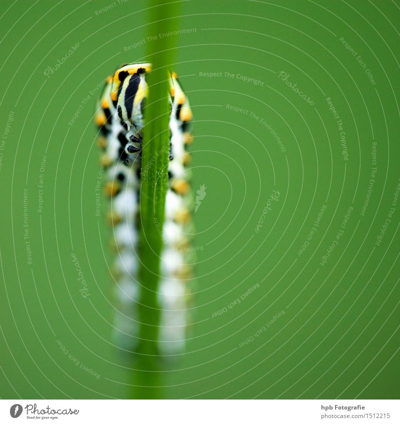 Caterpillar of swallowtail (front view) Nature Animal Summer Grass Butterfly Beetle 1 Observe Crawl Elegant Friendliness Yellow Green Moody Spring fever
