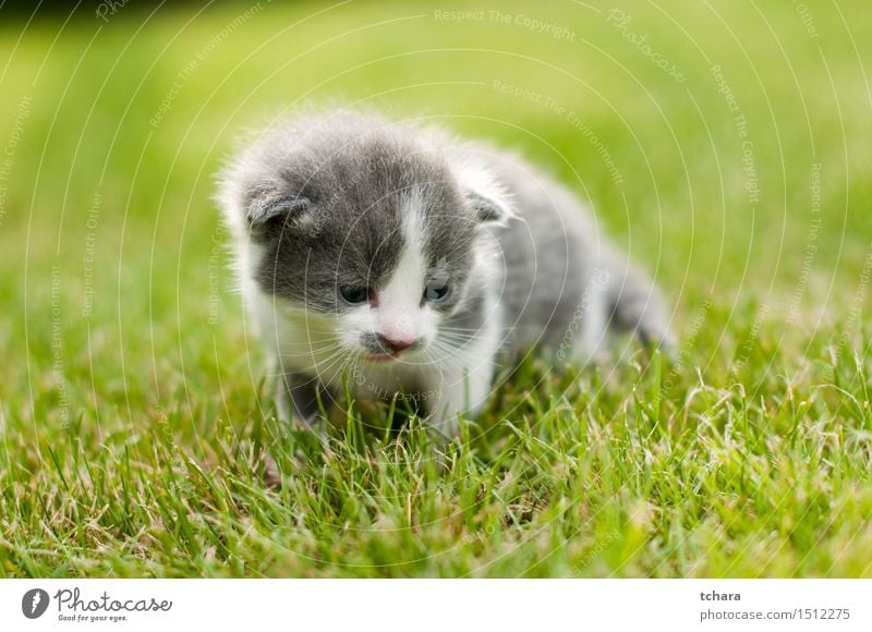 Kitten Beautiful Playing Garden Baby Animal Grass Pelt Pet Cat 1 Baby animal Love Small Funny Cute Gray Green Domestic cats background young sweet Mammal