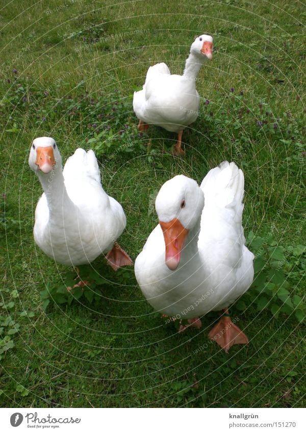 inquisitiveness Goose Bird Animal Poultry Meadow Looking Curiosity White Green Orange