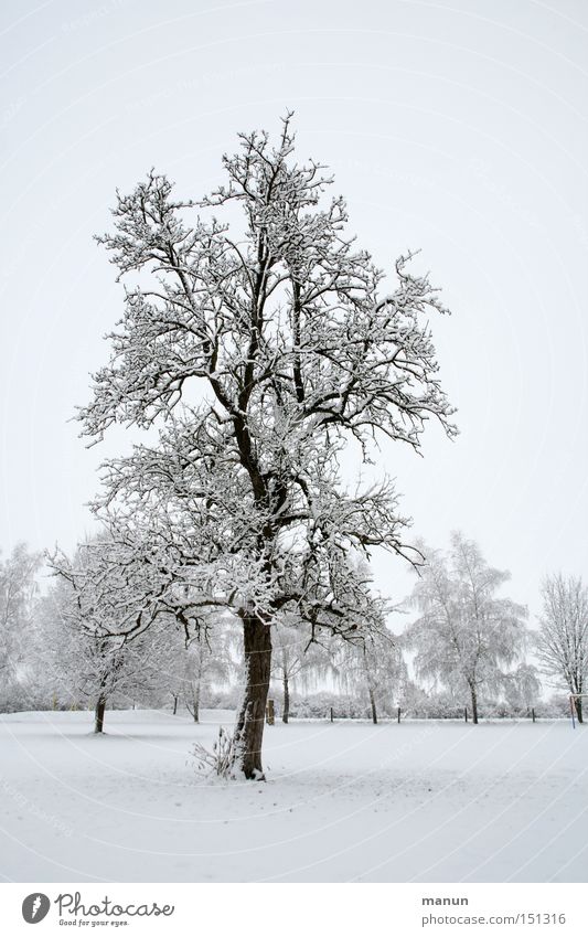 winter tree Winter Snow Frost Landscape Calm Nature Gray White Edge of the forest Snowscape Loneliness Ice Weather Winter's day Winter mood Snow layer Cold