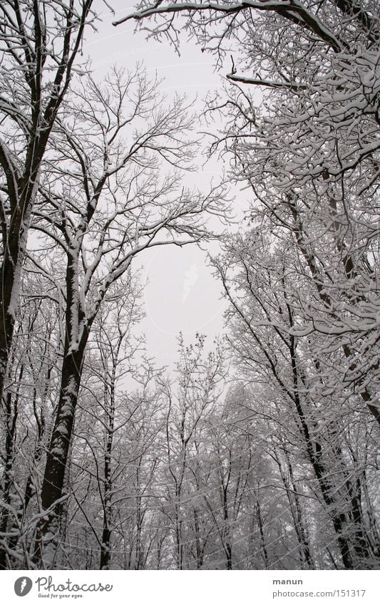 winter forest Winter Snow Frost Landscape Calm Nature Gray White Forest Snowscape Tree Loneliness Ice Worm's-eye view Upward Skyward Winter forest Treetop Bleak