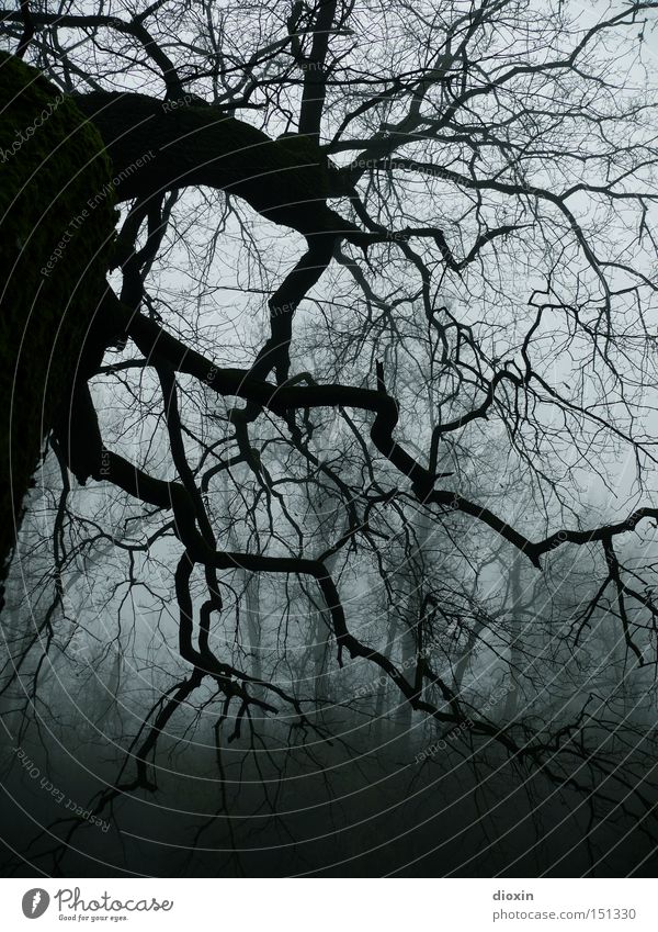 no light is burning... Fog Tree Park Forest Old Threat Dark Creepy Cold Wet Fear Horror Headstrong Frost Comfortless Eerie Frightening Panic Branch Silhouette
