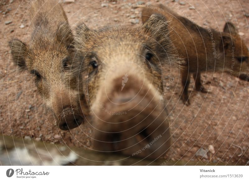 wild boar Animal Wild animal Zoo 3 Pack Baby animal Hiking Funny intrigued Colour photo Exterior shot Close-up Day Wide angle Looking Looking into the camera