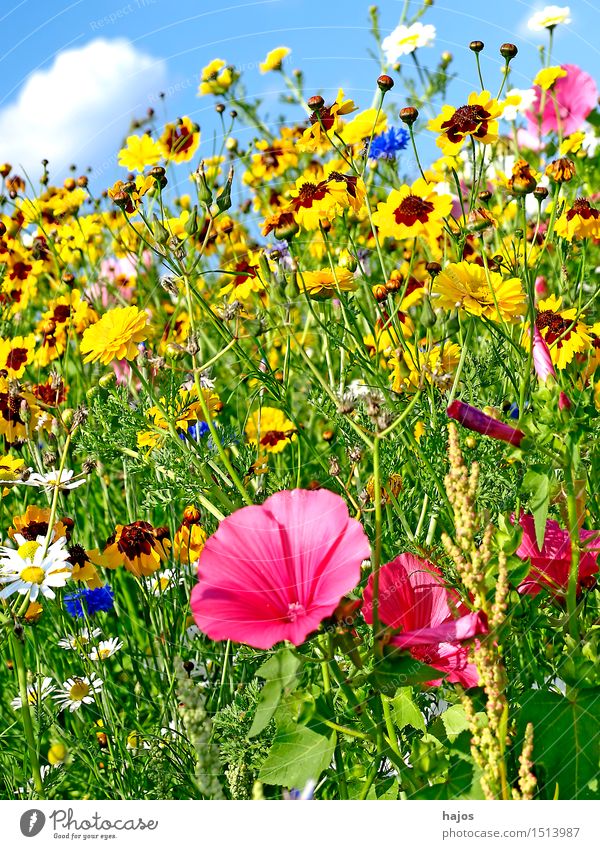 Colourful flower meadow Summer Nature Beautiful weather Flower Blossom Wild plant Meadow Idyll flowers Flower meadow mauve biodiversity variegated Colour photo