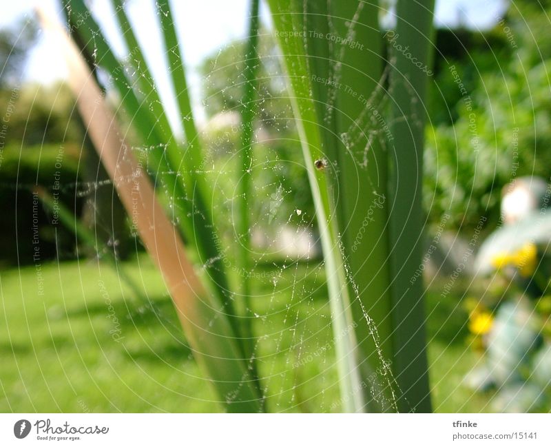 arachnofaunic Spider's web Macro (Extreme close-up) Net
