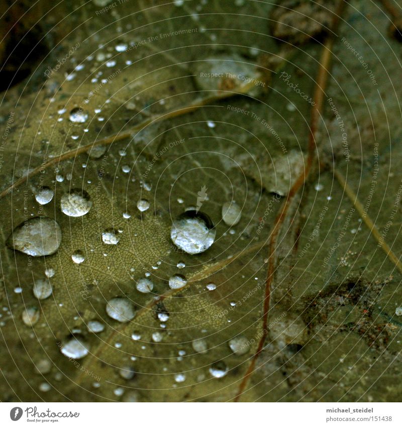 Natural aesthetics in detail Leaf Green Drops of water Rain Dew Wet Brown