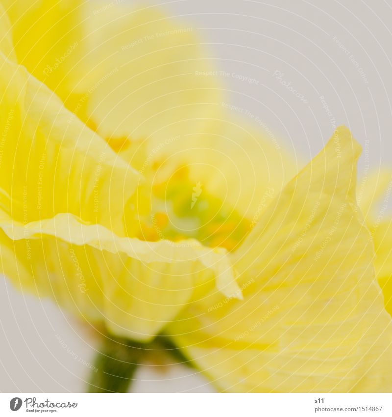 Yellow poppy III Plant Spring Flower Blossom Poppy Blossoming Fragrance Illuminate Esthetic Elegant Glittering Natural Beautiful Happy Happiness Contentment