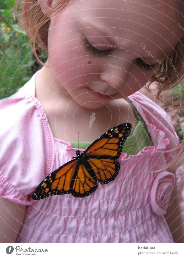 little wonders Joy Happy Life Child Girl Plant Butterfly Emotions Wonder Colour photo Multicoloured Interior shot Morning Day Cute Downward Blonde Sit Wing