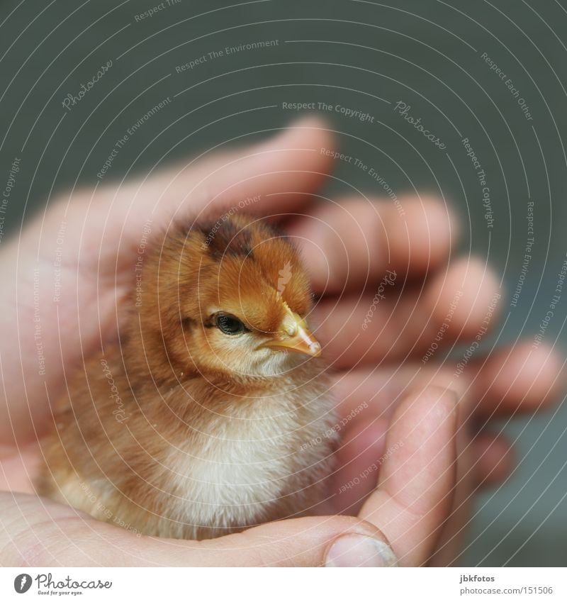IN GOOD HANDS Skin Life Freedom Hand Animal Farm animal Bird Chick Safety (feeling of) Protect 1 Baby animal Love Protection Egg Feather Newborn Delicate Small