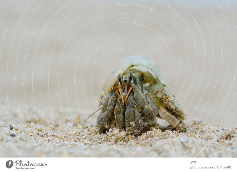 Crab II Animal Animal face Shellfish Cancer Goggle eyed Feeler Legs Claw Snail shell 1 Speed Brown Green Eyes Observe To enjoy Attentive Watchfulness Sunbathing