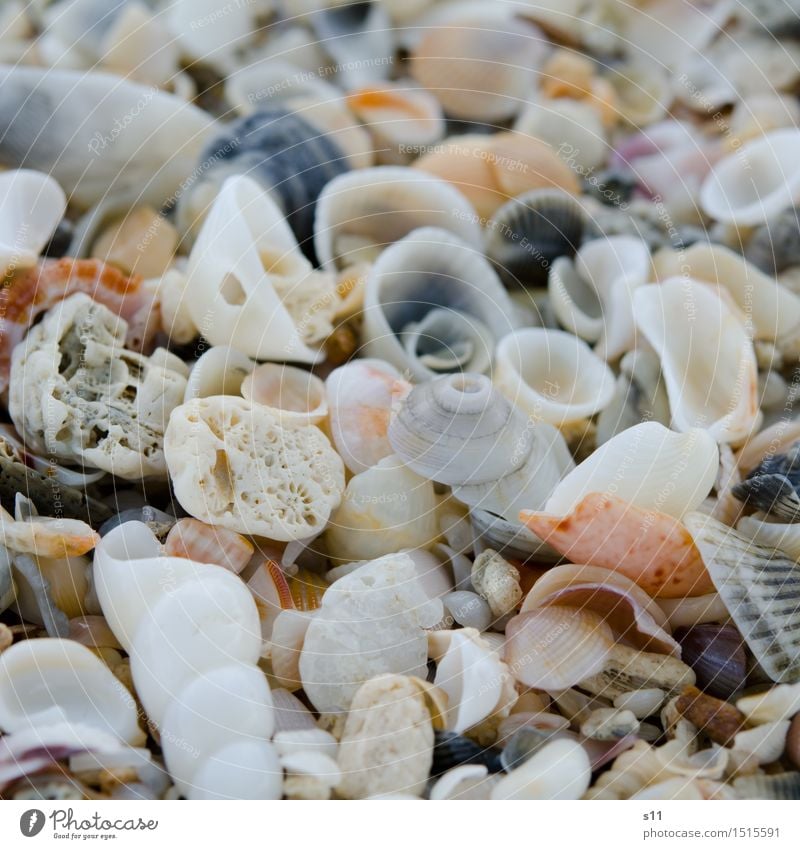 many colorful shells Nature Sun Summer Beautiful Beach Vacation & Travel Collection Search Mussel shell Empty Loneliness Washed up Many Spiral Snail shell Heap