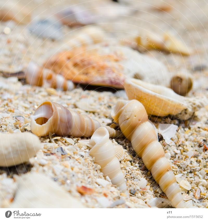 Washed ashore Nature Earth Sand Summer Beach Mussel Uniqueness Beautiful Vacation & Travel Ocean Search Find Collection Warmth Snail shell Sea snails