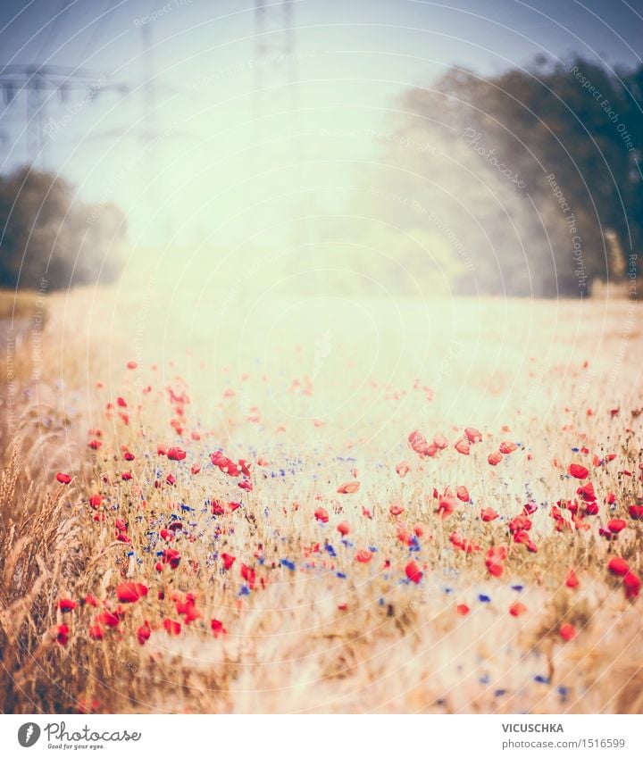 Summer field with poppies Lifestyle Design Environment Nature Plant Sunlight Beautiful weather Flower Grass Bushes Leaf Blossom Park Meadow Field Blossoming