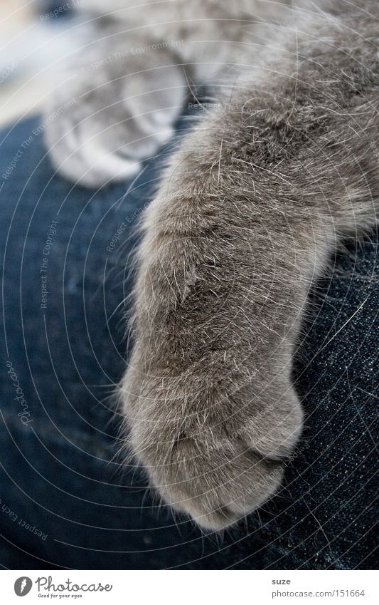 Dear Miez Pants Jeans Pelt Gray-haired Pet Cat Paw Lie Cuddly Soft Safety (feeling of) Warm-heartedness Sympathy Friendship Together Love of animals Cat's paw